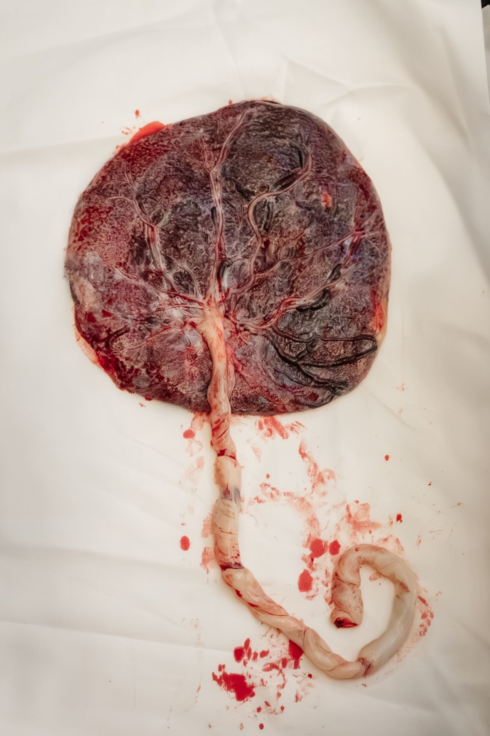 NASCIMENTO DA MARIA ALICE (153)